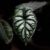 IRMA plants
