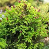 Сады Беловых садовые центры 🌲