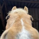 Конный юмор | Смешные лошади 😂