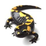 Саламандры. Международное движение сатанизма: официальный канал