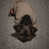 ●Ꭲᴏᴛ ᴄᴀʍый ᴨᴏдɜᴇʍный ᴦᴩибᴏчᴇᴋ●