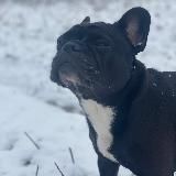 Виктория Колосова и Роза с мороза.