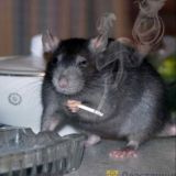 Эля и её шиза