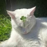 Ведьмин Кот | Мемы | Юмор | Викка | Язычество | Магия