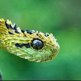 Царство рептилий🐢🐍🦎🐊