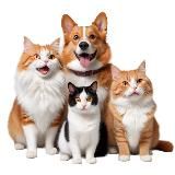 ПроХвост | Кот и пёс