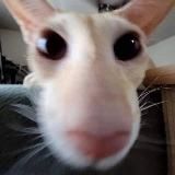 КРУГЛЯШИКИ