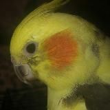 Третий Пепукостан