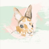HELPBUNNY