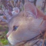 ⤳темы/языки, всё для тг.