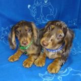 Щенки таксы, СПб, Kennel Mramaris Typy / Мрамарис Тайпи