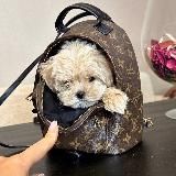 Мальтипу щенки, maltipoo f1, по всему миру