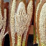 Xurmo changi | official