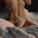 FORBIDDEN DARKNET VIDEOS