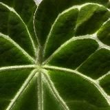Planty Chloe | Закупки