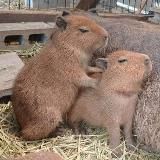 Время массажа