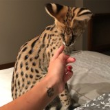 ШКАЛКА
