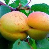 Гнилые СЛИВЫ