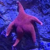 немного ржаKi немного смыSла