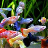 Аквариумист Чат 💬