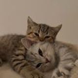 𝓽𝓪𝓾𝓱𝓲𝓭🤍🌾