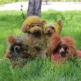 Пудель Белка 🧡