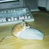 AverDeX СЫН ШЛЮХИ