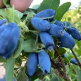 Питомник Баргузин • Саженцы Бурятии ( морозоустойчивые)