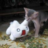 ૮₍ ˃ ⤙ ˂ ₎ა