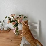 🐱ᴄᴀᴛ_ʙᴇᴀᴅᴤ🐱