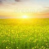 Kräuter / Gesundheit / Wissenswertes