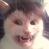 Звуки Леса🇦🇲