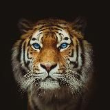 Tiger magazine | Мужской журнал