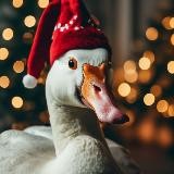 Последний гусь