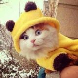 🌿 Erich EKHöLM Chat