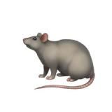 СЛИВНАЯ КРЫСА GOLD