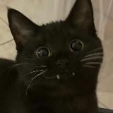 Закрыто||Почерки С. Н. К