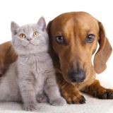 Наши питомцы🐾ЖК Люберецкий