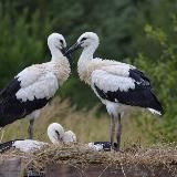 Ciconia Помощь аистам