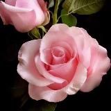 Здоровье Энергия Красота с Саксес Тугезе