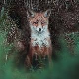📸 🌿 chillside / Аэросъемка и фотография дикой природы 🌿