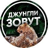 Джунгли Зовут