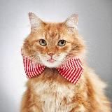 Кошачий Мир • Коты