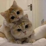 Милые пикчи с котиками