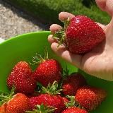 Дача Лето Сад - со вкусом и любовью