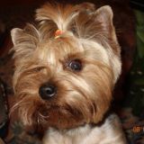 Гуччи Марианнович