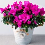 Уход за комнатными растениями