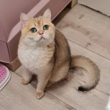 Золотая шиншилла