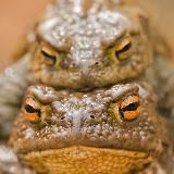 Зверский нейминг 🐸