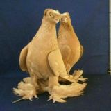 Наманган шахар кабутарлари